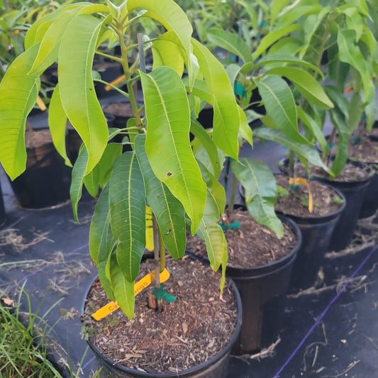 Carrie Mango Plant