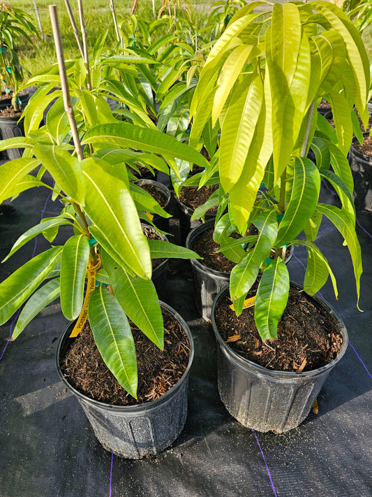 Dusari Mango Plant