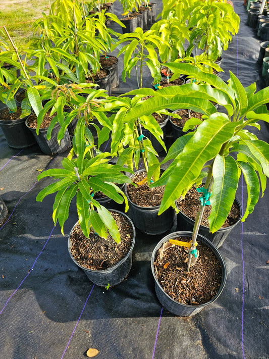 Coconut Cream Mango Plant