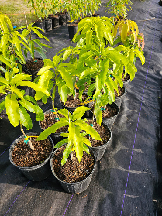 Bombay Mango Plant