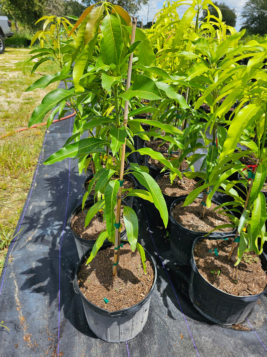 Dwarf Hawaiian Mango Plant