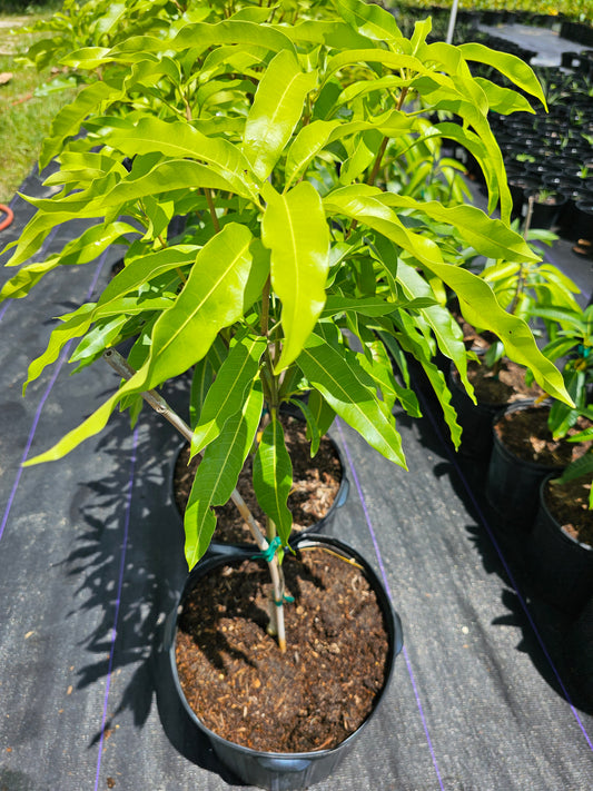 East Indian Mango Plant