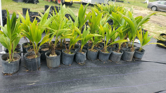 Dwarf Malaysian Coconut Plant